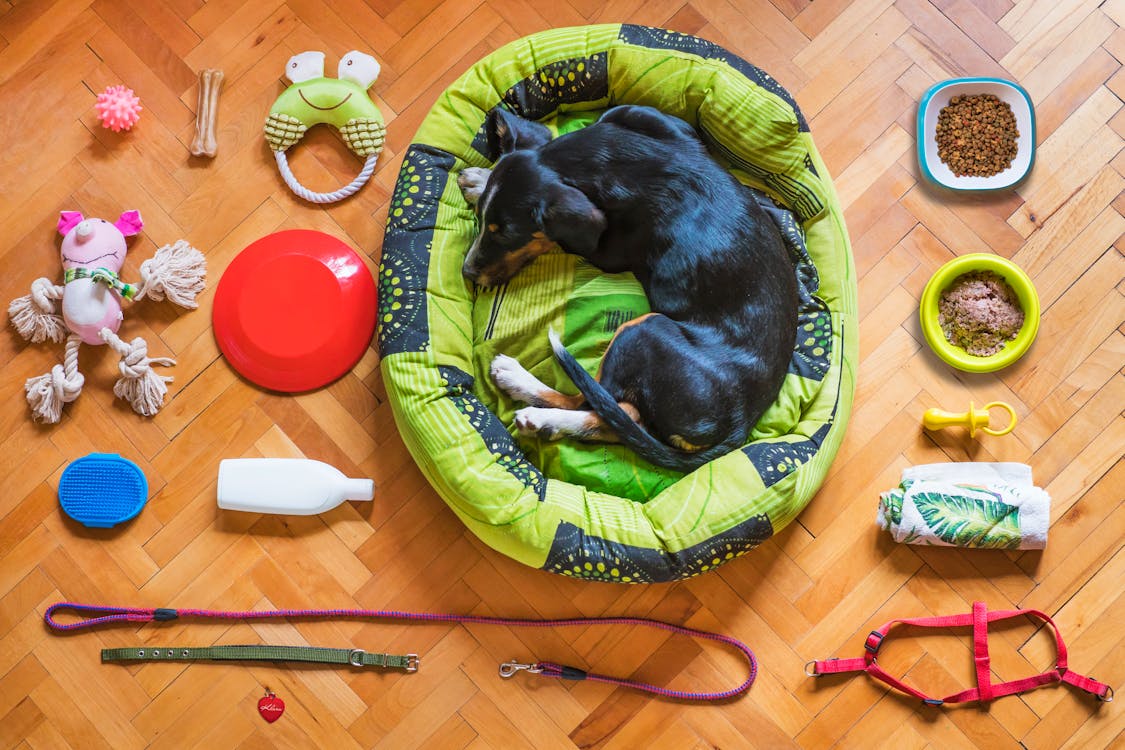 10 best dropshipping products for your online store: pet supplies