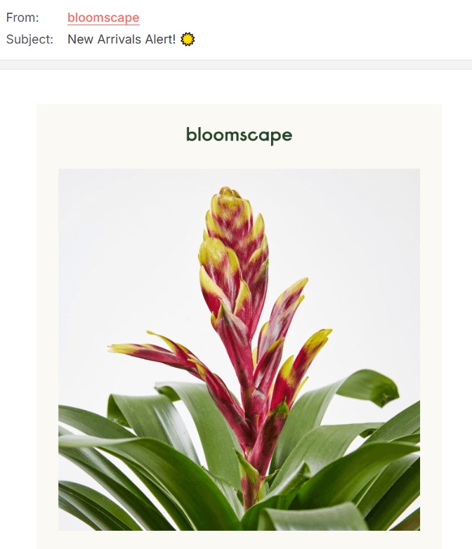 bloomscape email