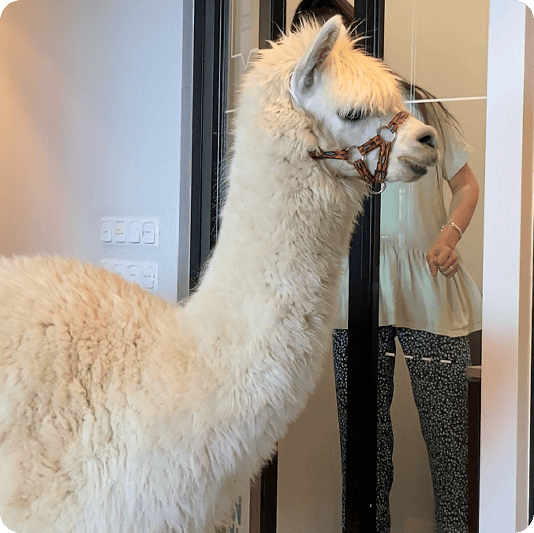 Lama